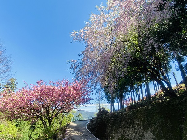 高開の石積み　桜の木2本