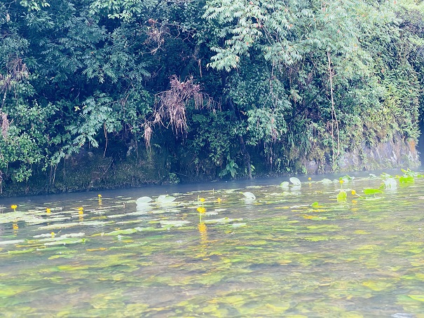 母川ビーチマット漂流旅行　黄色いお花