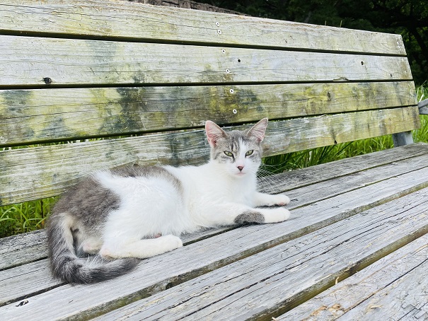 種崎千松公園　白グレー猫