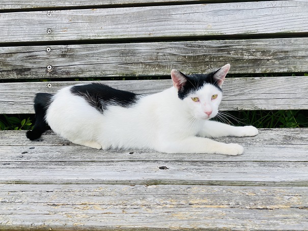 種崎千松公園　白黒猫