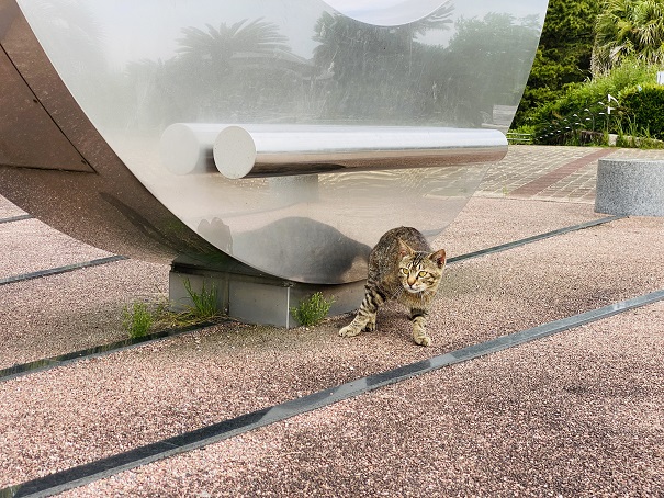 種崎千松公園　トラ猫