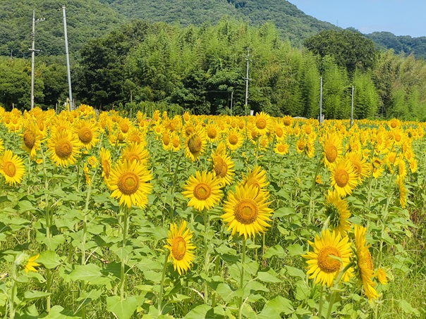 牟佐大久保ひまわり畑　黄色