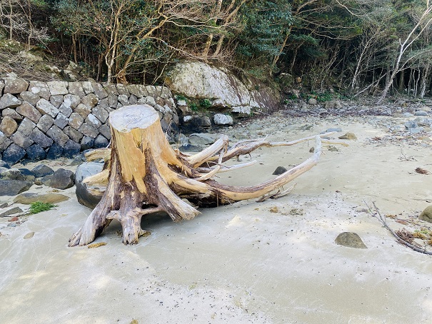 水床湾　木の根っこ