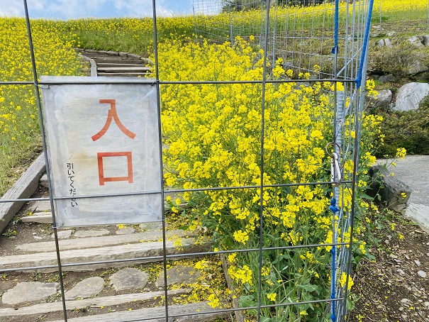 翠波高原　菜の花畑入口