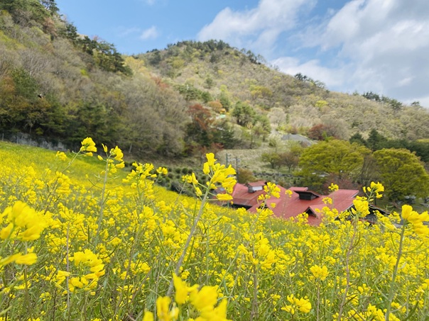 翠波高原　菜の花と尾根