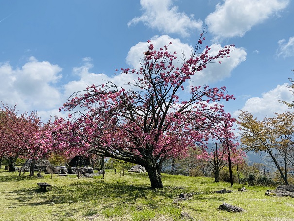 翠波高原　八重桜