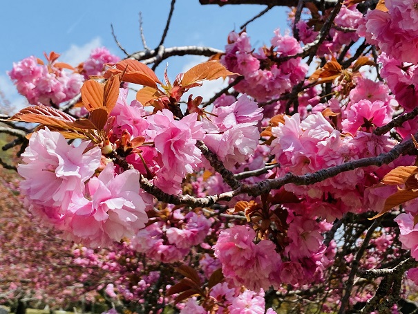 翠波高原　ワシントン桜の園　桜のアップ