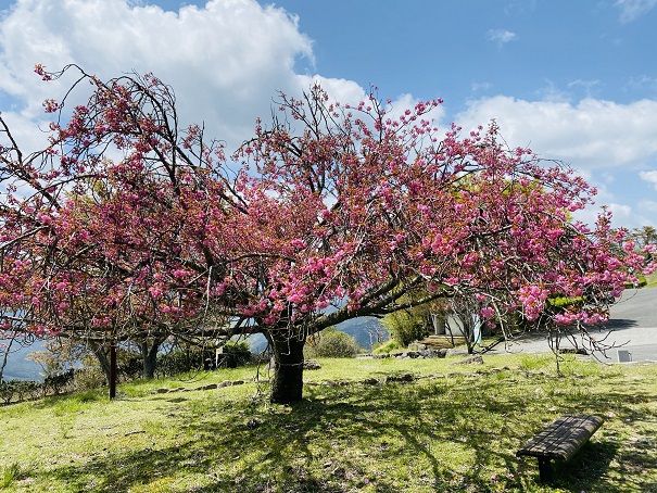 翠波高原　ワシントン桜の園　桜