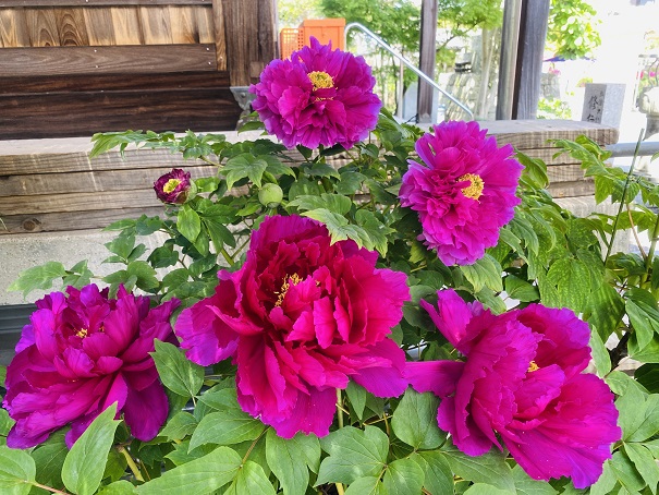 五智院の牡丹　赤紫の花