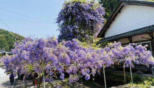 神光寺 大迫力樹齢70年の見事なのぼり藤と見頃時期 神山町