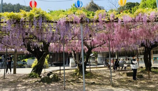 童学寺 弘法大師ゆかりの寺院 藤の花の名所と見頃　石井町