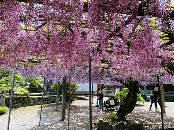 童学寺　ピンクと紫の藤