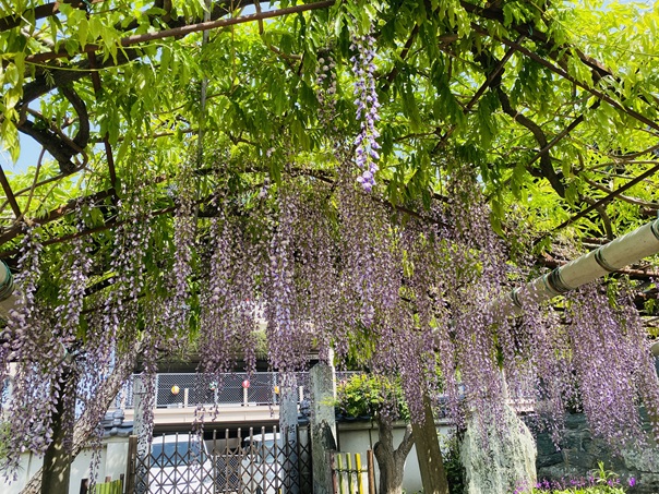 地福寺　薄紫の藤のアーチ