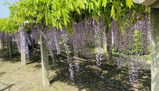 地福寺 樹齢220年の薄紫と白の藤棚の藤まつりと見頃 石井町