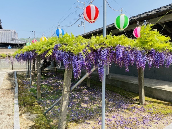 徳蔵寺　八重咲きの藤棚
