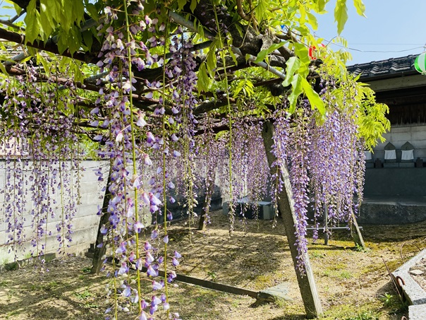 徳蔵寺　長く垂れる藤の花アップ