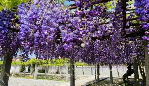 徳蔵寺 かわいい八重咲きの藤の花の鑑賞と見頃時期 石井町