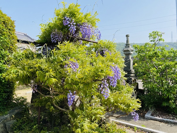 徳蔵寺　藤の木