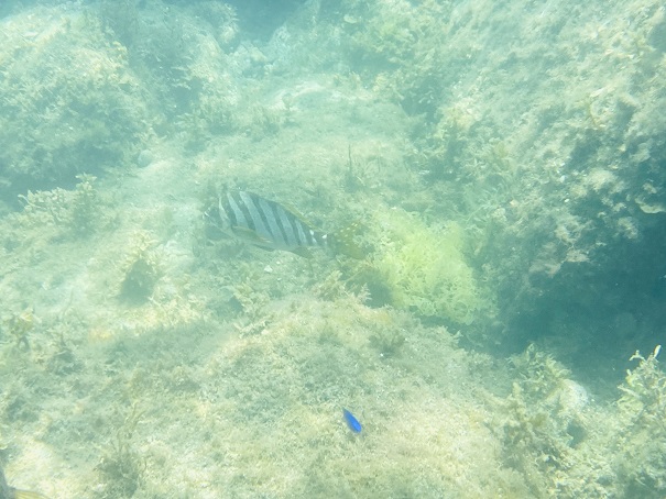 水床湾　シマシマの魚