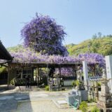 徳島県の藤の花や棚の鑑賞スポット4選 紫や白色の花の見頃時期