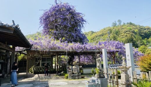 徳島県の藤の花や棚の鑑賞スポット4選 紫や白色の花の見頃時期