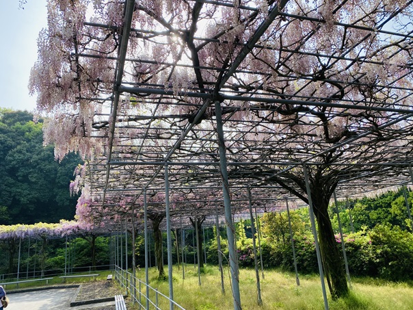 藤尾八幡神社　駐車場の藤棚　手前の藤