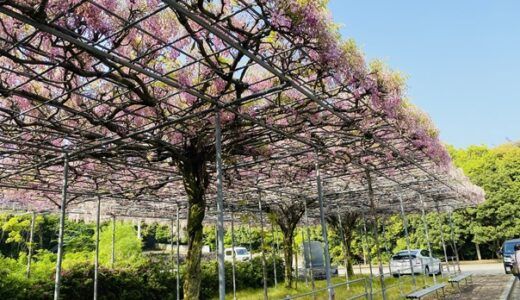 藤尾八幡神社 ピンク・白・紫の藤 見事な藤棚の観賞と見頃 高松市