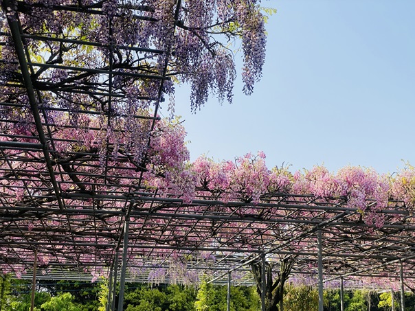 藤尾八幡神社　紫とピンクの藤