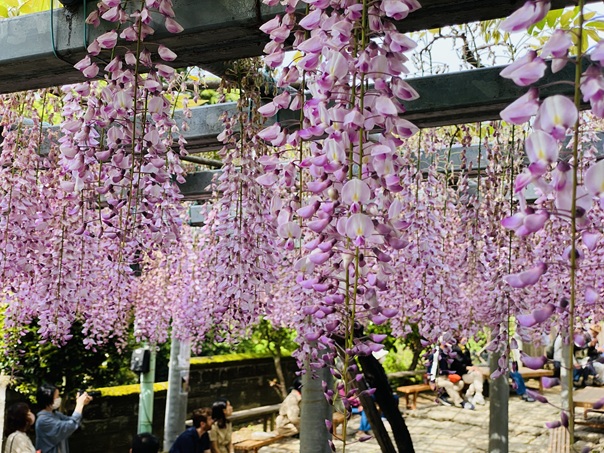 阿知神社　藤の花　阿智の藤