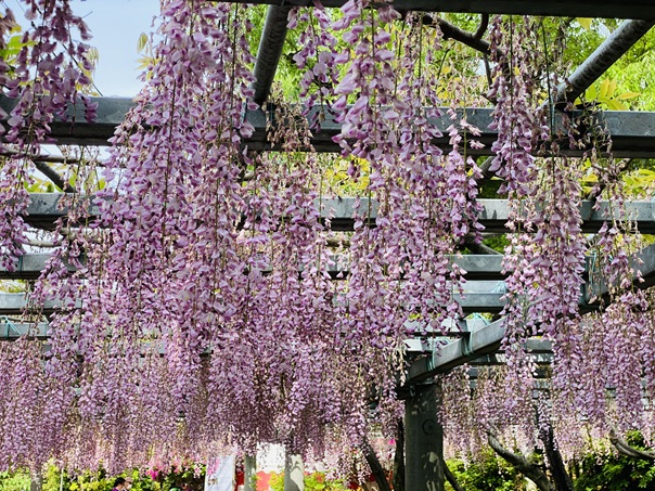 阿知神社　垂れ下がった藤の花