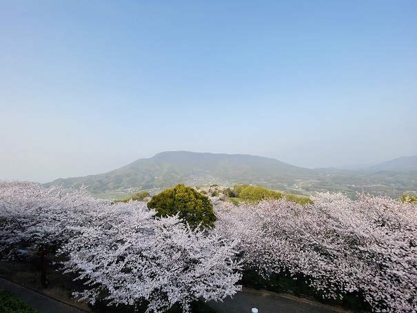朝日山森林公園　眼下に広がる桜