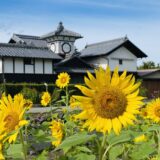 高知県の初夏や秋のひまわり畑 鑑賞スポット2選と見頃時期