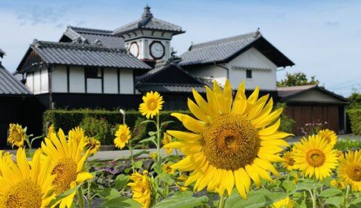 高知県の初夏や秋のひまわり畑 鑑賞スポット2選と見頃時期
