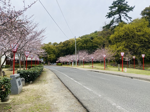琴弾公園　さくらまつり　ぼんぼり