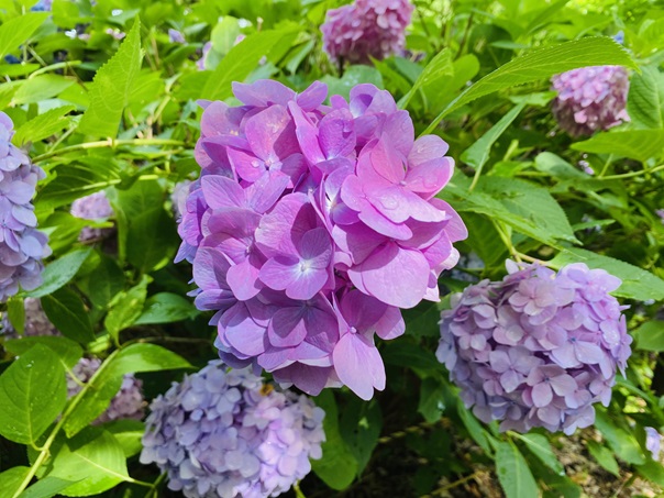 松山総合公園　薄紫のアジサイ