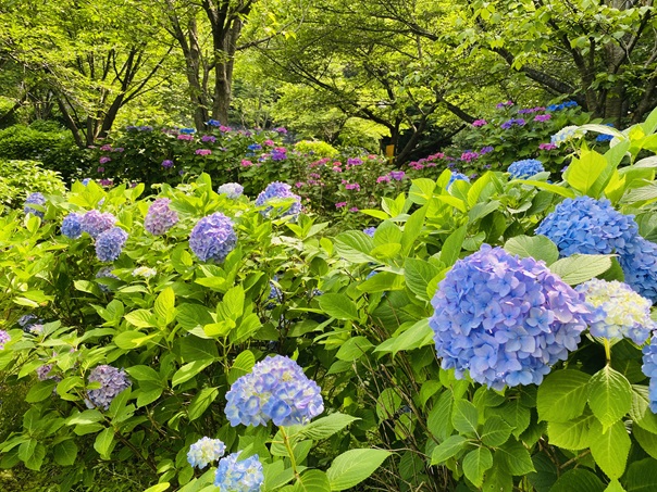 松山総合公園　あじさい園のアジサイ　青