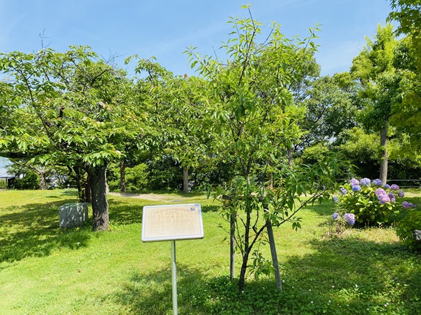 松山総合公園　展望広場　記念植樹