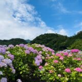 愛媛県の梅雨を彩る紫陽花鑑賞スポット5選と見頃時期