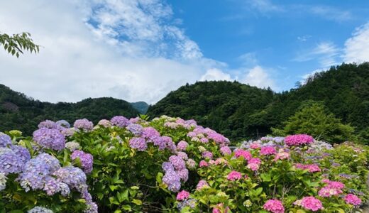 愛媛県の梅雨を彩る紫陽花鑑賞スポット5選と見頃時期