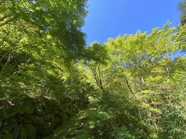 安居渓谷のもみじ