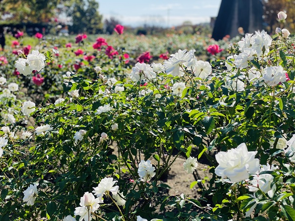 RSKバラ園　白と赤のバラの花壇