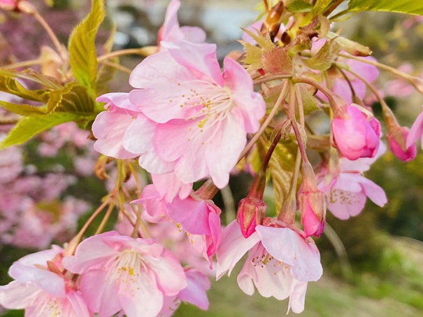 吉野の河津桜 アップで見る