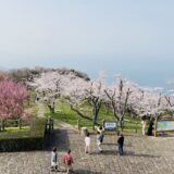 紫雲出山 世界に誇る日本の桜の花見 絶景 名所と見頃