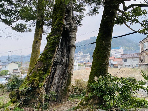 三朝神社　古木