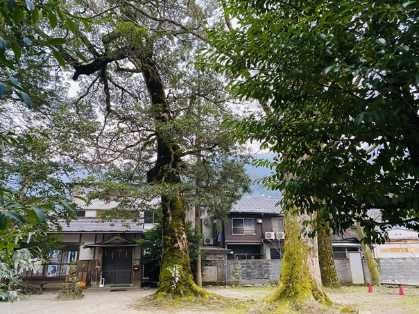三朝神社　木