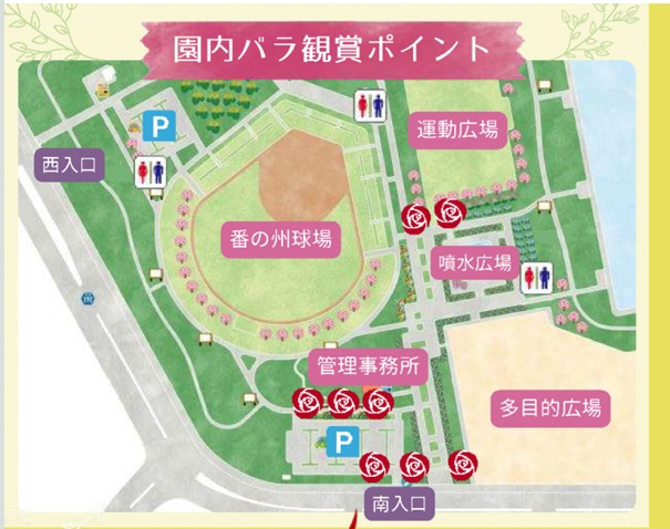 番の州公園バラ鑑賞ポイント