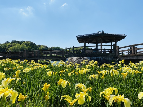 亀鶴公園　花菖蒲とさくら橋