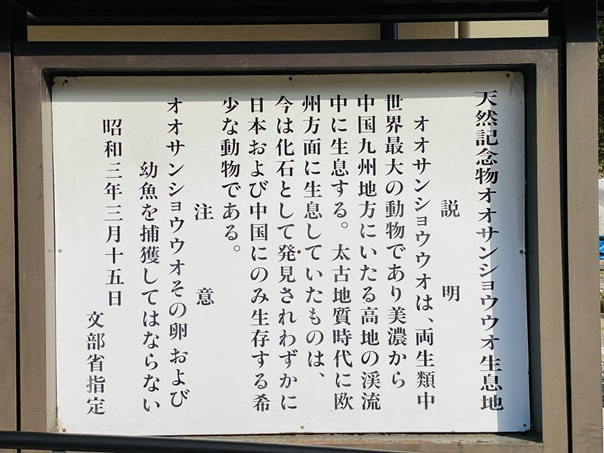 オオサンショウウオ生息地域
