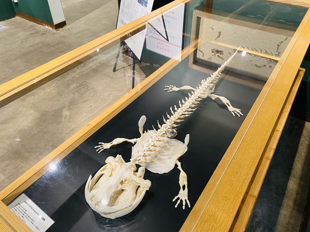 はんざきセンター　オオサンショウウオの骨格