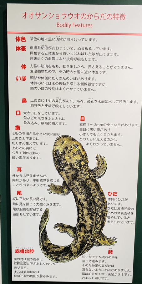 はんざきの特徴